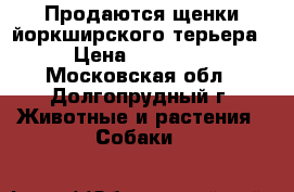 Продаются щенки йоркширского терьера › Цена ­ 15 000 - Московская обл., Долгопрудный г. Животные и растения » Собаки   